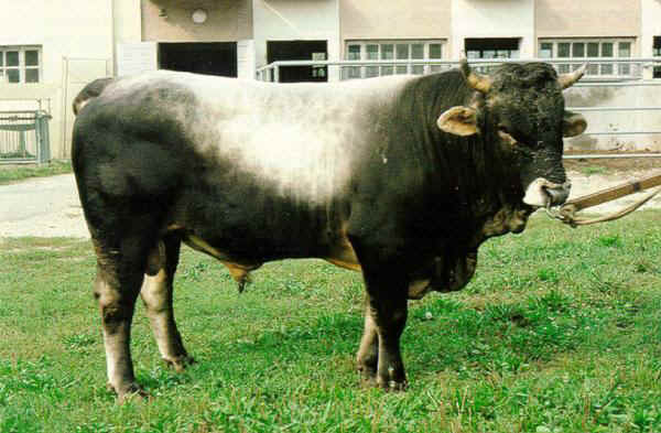 Toro di razza Grigio Alpina