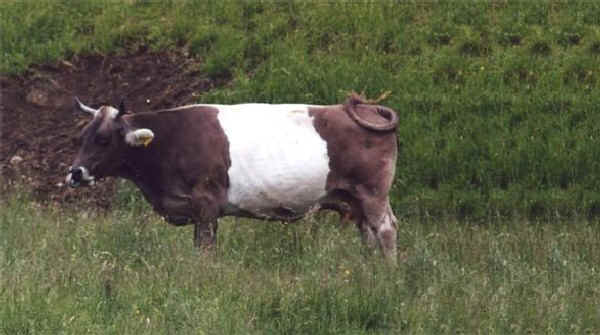 Vacca di razza Gurtenkuh