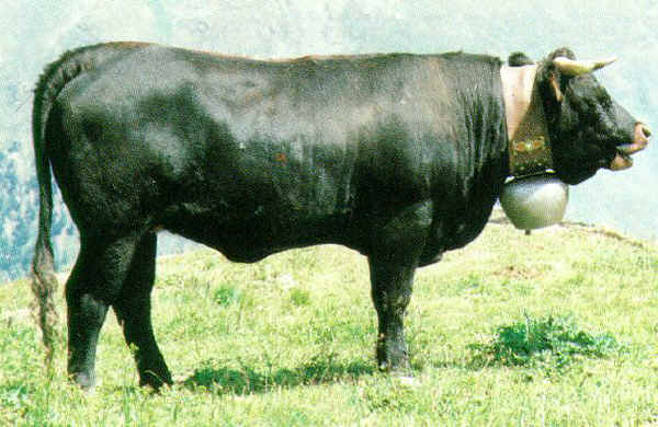 Vacca di razza Hérens