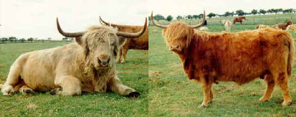 Toro e vacca di razza Highland