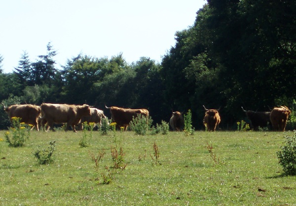Primopiano di vacca di razza Highland