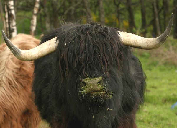 Toro di razza Highland nera