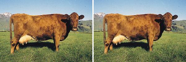 Vacca di razza Icelandic