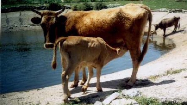 Illyrian Dwarf Cattle Gurgucke