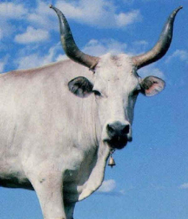 Vacca di razza Istriana