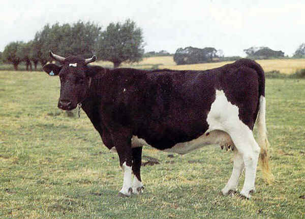 Vacca di razza Jutland Cattle