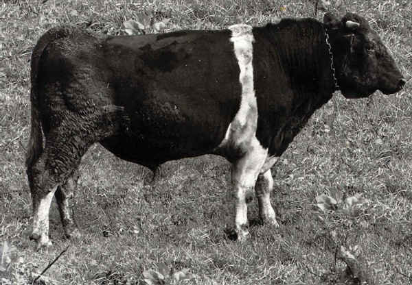 Toro di razza Jutland Cattle 