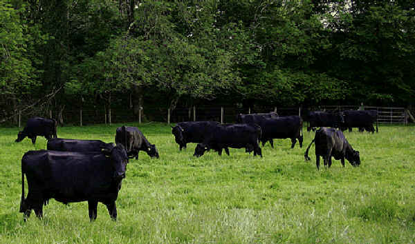 Vacche di razza Kerry 