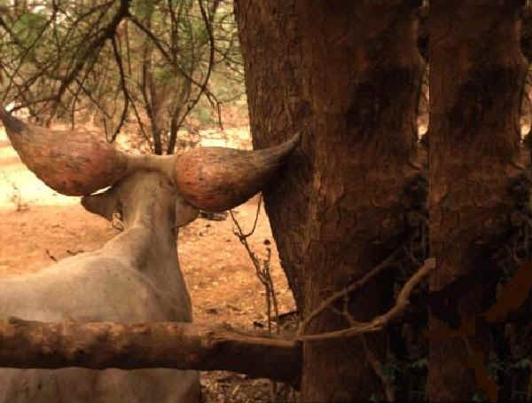 Corna di soggetto di razza Kouri'