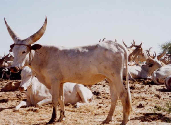 Vacca di razza Kouri'