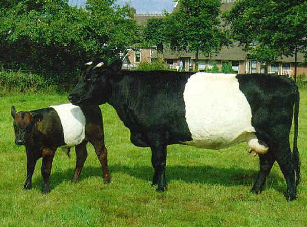 Vacca e vitello di razza Lakenfelder