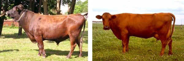 Toro e vacca di razza Latvian Danish Red