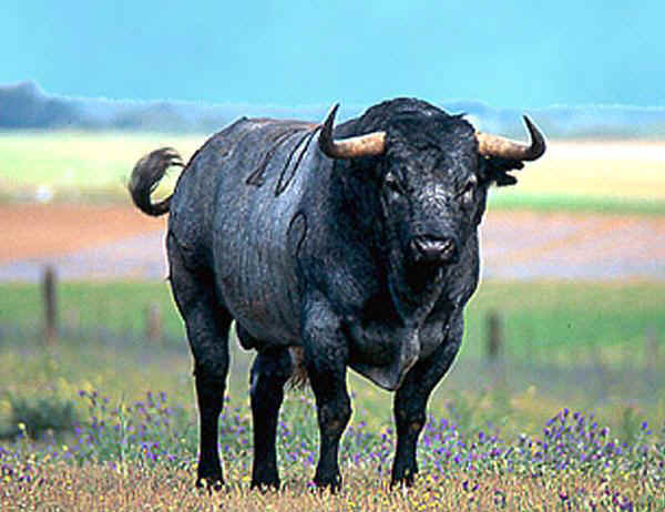 El Toro de Lidia