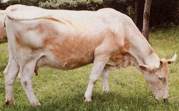 Vacca di razza Lourdaise
