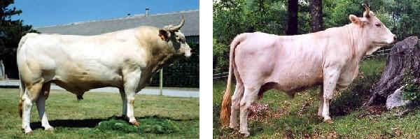 Vacca e toro di razza Lourdaise