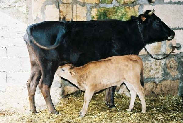 Vacca di razza Mallorquina scura