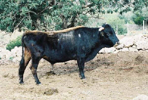 Toro di razza Mallorquina