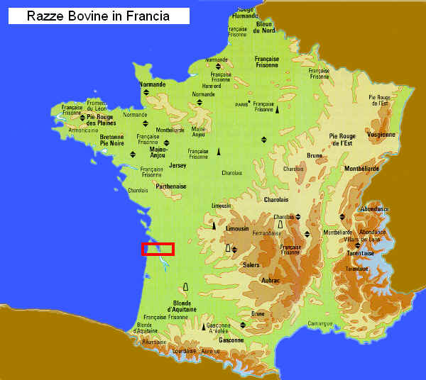 Zona di presenza della razza Marine Landaise in Francia 