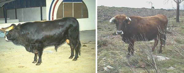 Toro e vacca di razza Maronesa