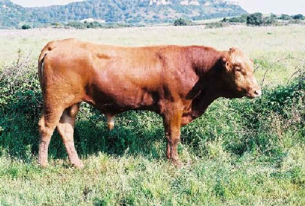 Toro di razza Menorquina