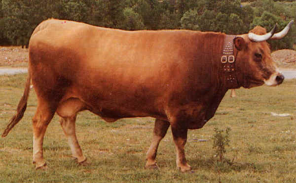 Vacca di razza Mirandesa