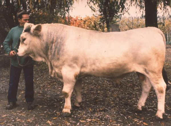 Toro di razza Modenese