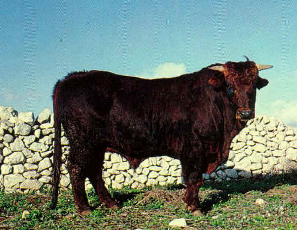 Toro di razza Modicana