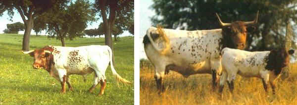 Toro e vacca di razza Mortolenga