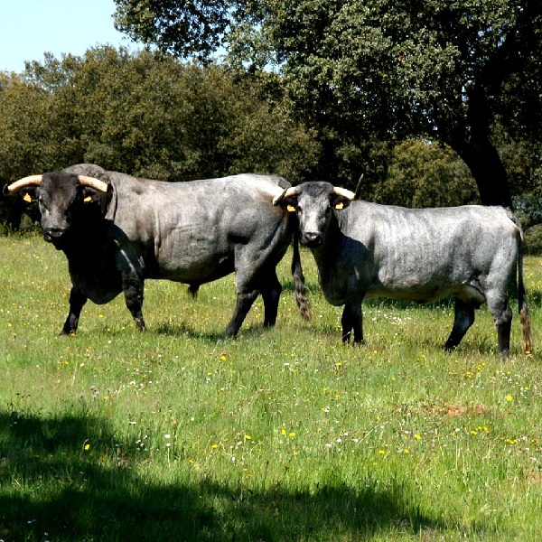 Toro e vacca di razza Morucha