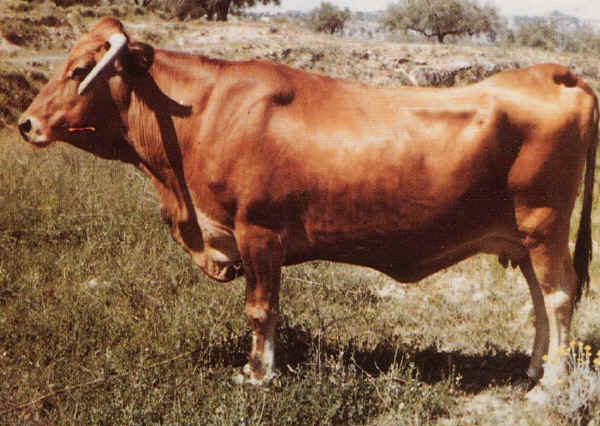 Vacca di razza Murciana