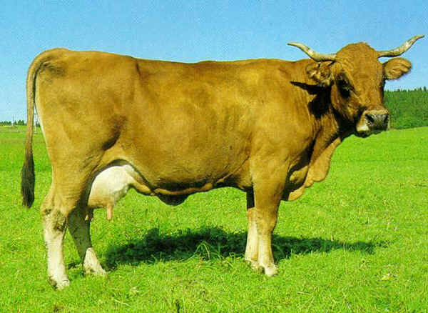 Vacca di razza Murnau-Werdenfels