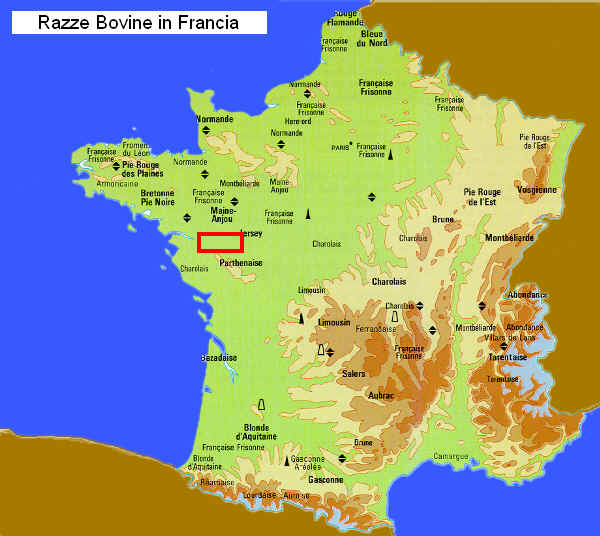 Zona di allevamento della razza Nantaise in Francia