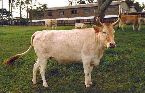 Vacca di razza Ndama