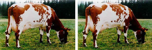 Vacca di razza Norvegian Dairy