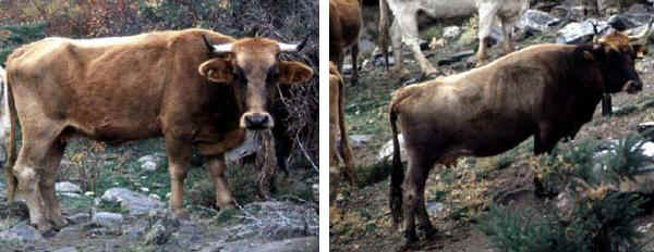 Vacche di razza Pajuna