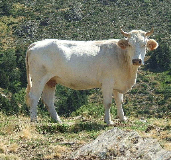 Vacca Pallaresa