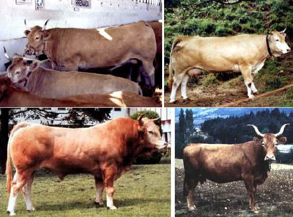 Vacche di razza Pirenaica