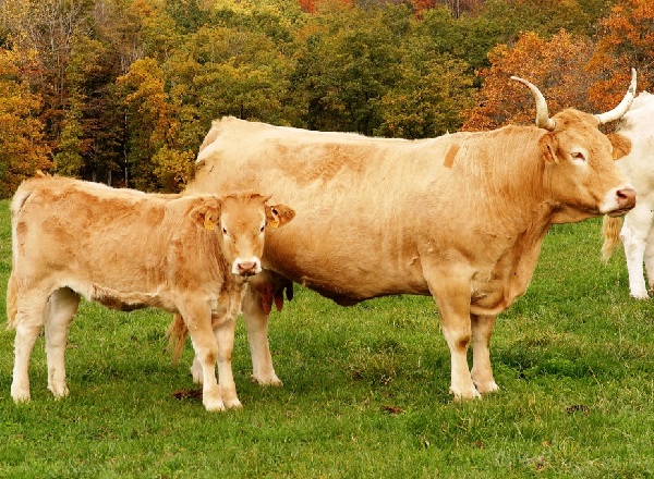 Toro e vacca di razza Pirenaica