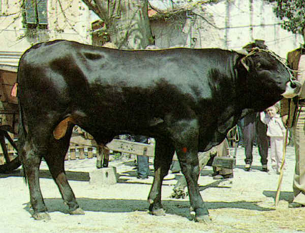 Toro di razza Pisana