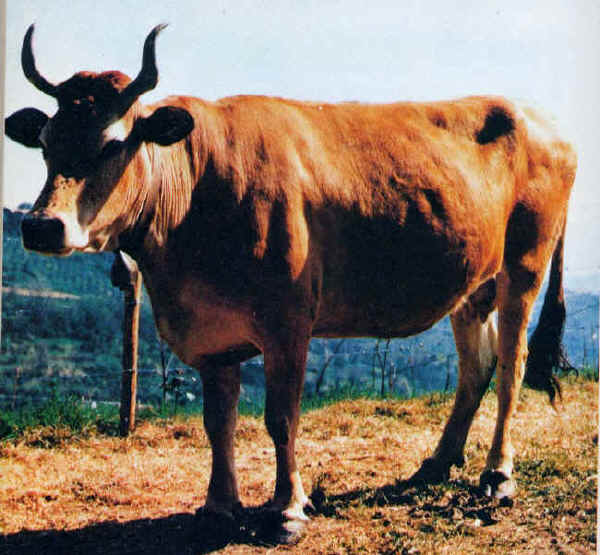 Vacca di razza Pontremolese