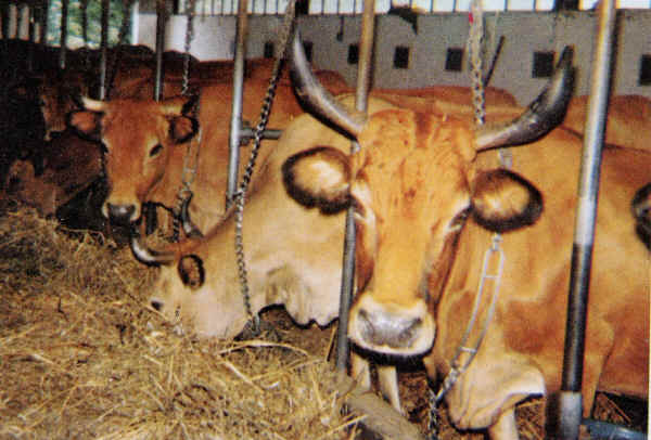Vacche di razza Pontremolese