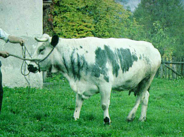 Bovine di razza Pustertaler 