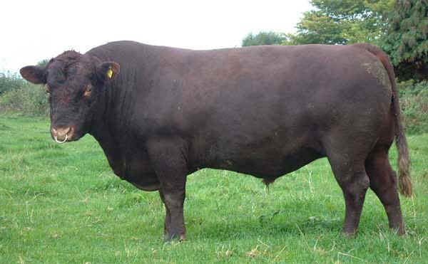 Toro di razza Red Poll