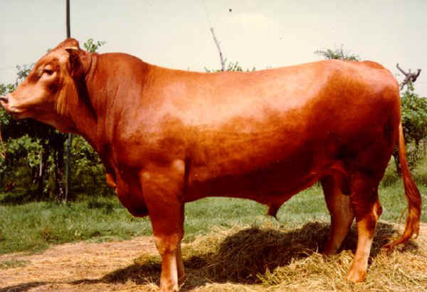 Toro di razza Reggiana