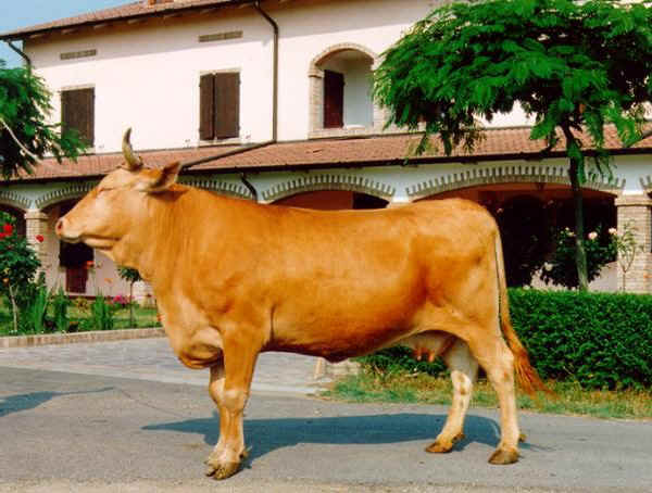 Vacca di razza Reggiana