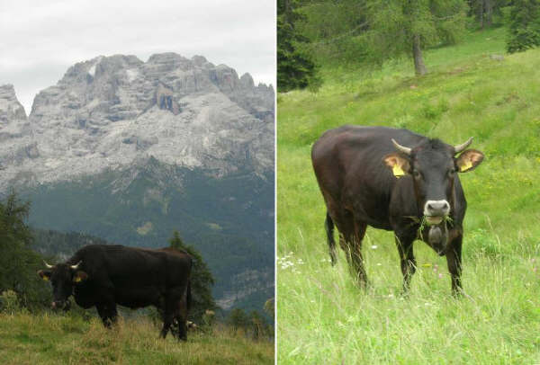 Rendene nel Parco Adamello Brenta