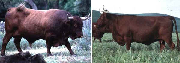 Toro e vacca di razza Retinta