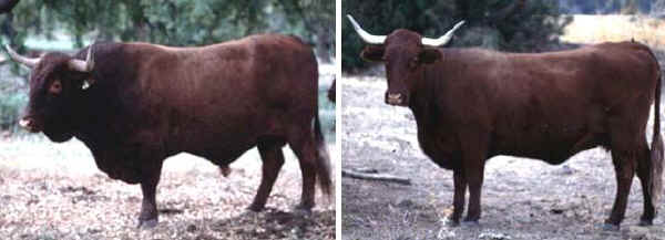 Toro e vacca di razza Retinta
