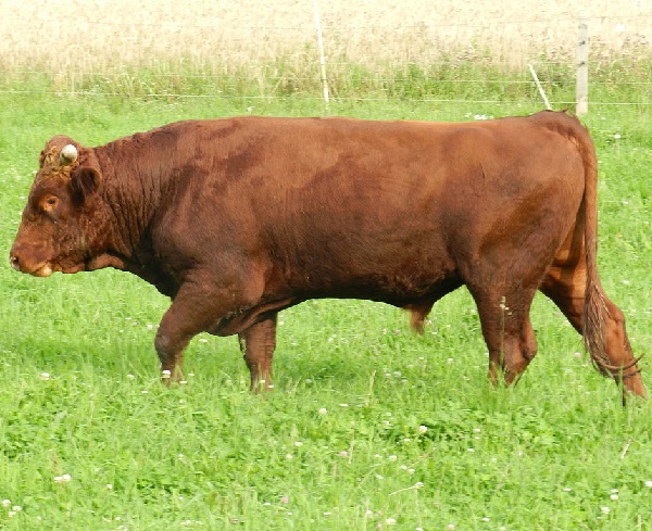 Rotes Höhenvieh