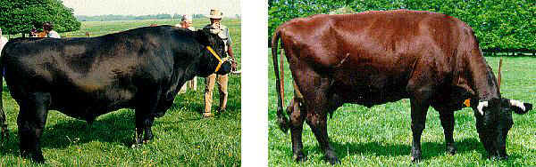 Toro e vacca di razza Rouge Flamande
